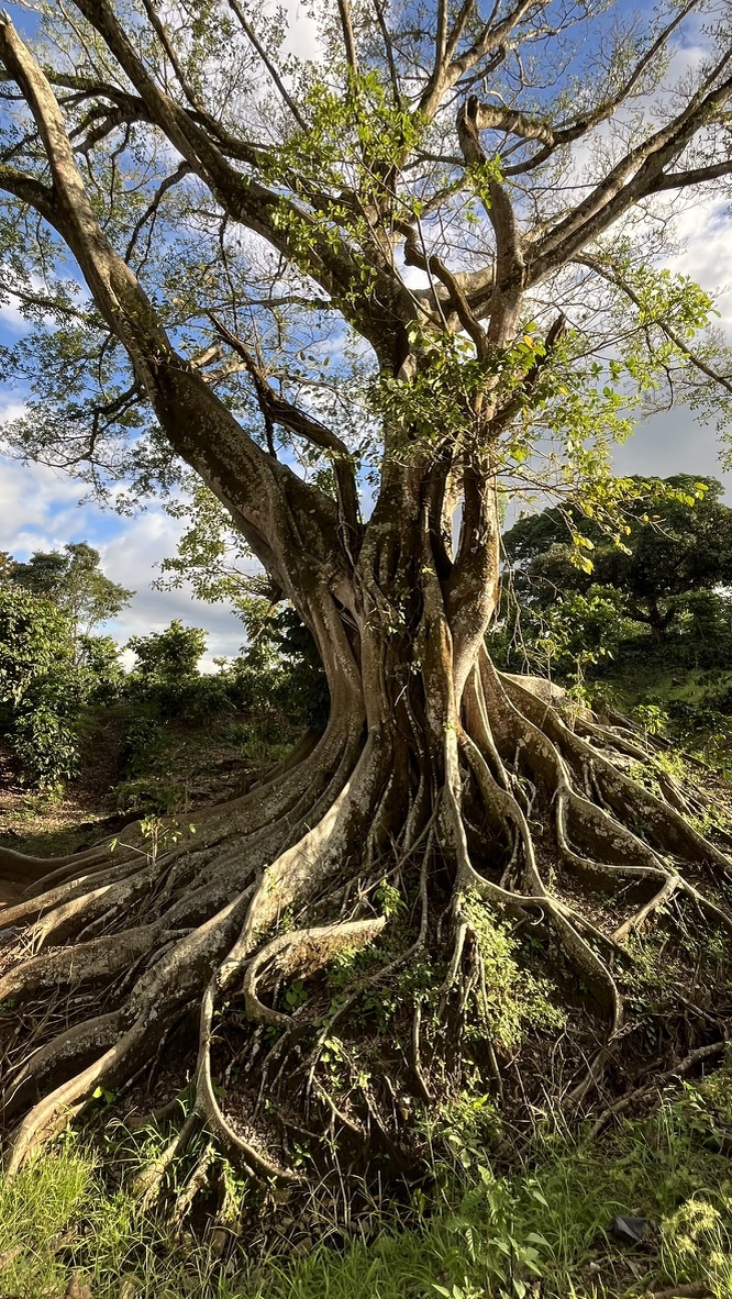 A large mature tree with exposed roots under a bright sky