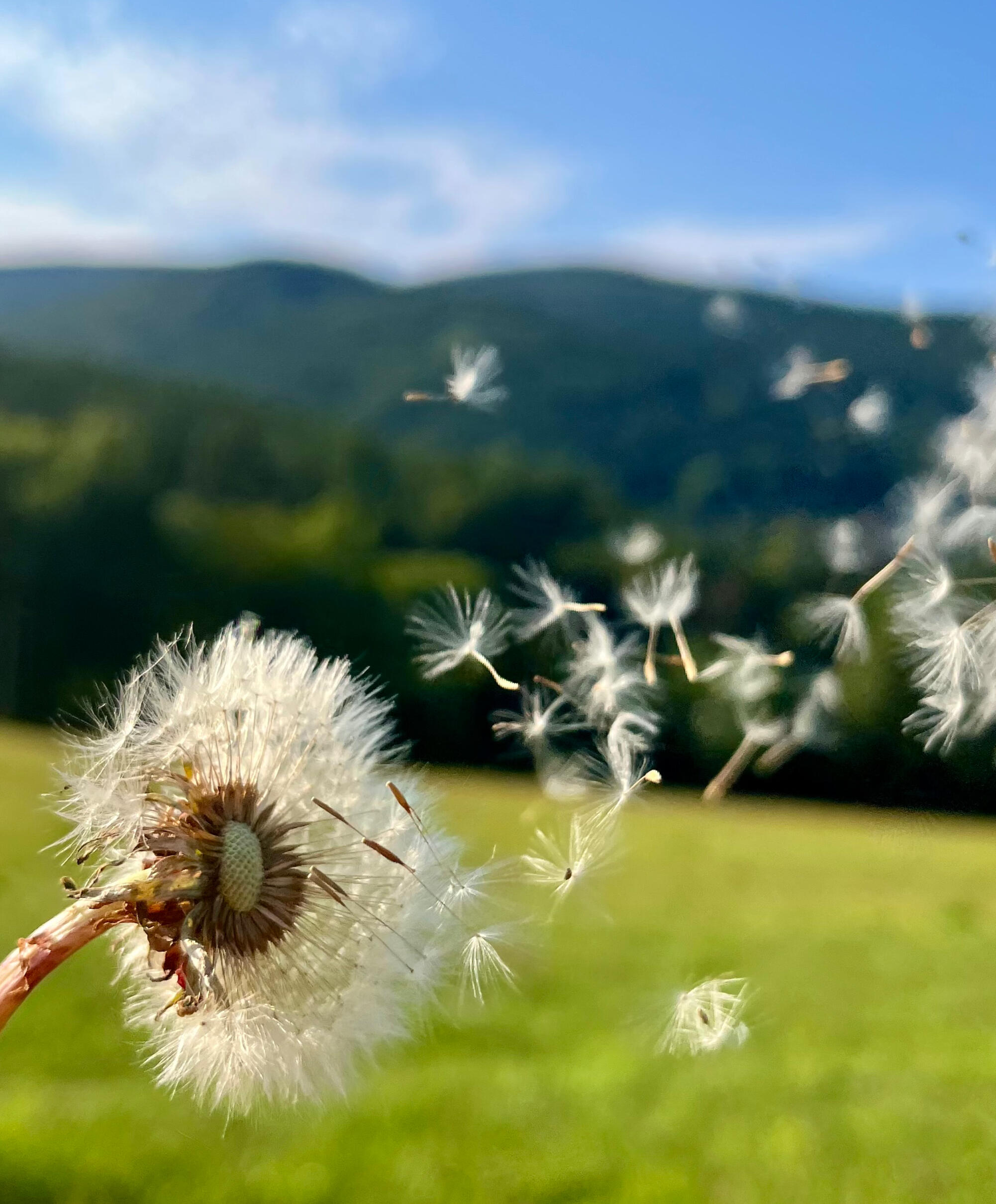 Dandelion seeds drifting on the wind above a green meadow